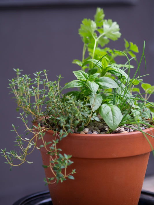 Tabletop Garden, small