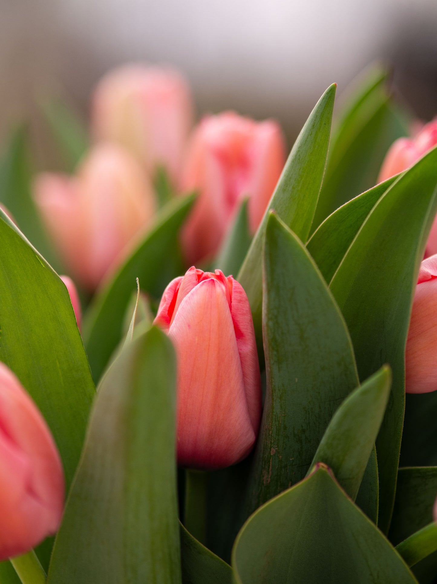 Mother's Day Preorder